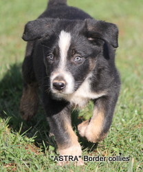 Tricolour male, Smooth to medium coat, border collie puppy